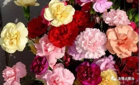 前言：教师节吉日与康乃馨献礼之学术探讨