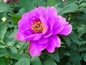 牡丹象征哪个生肖？十二生肖中牡丹代表哪种动物？