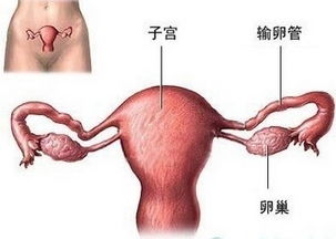 1. 输卵管造影
