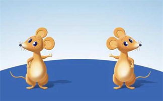 夏天出生的老鼠命运究竟如何，有哪些忒别的运势特点？