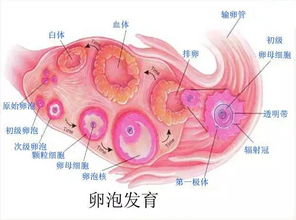 最佳时间段窗口：第12-16天（平均值）