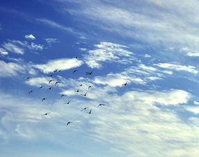 蓝天白云鸟儿飞暗示哪个生肖？口吐朵朵白云花对应哪个生肖？