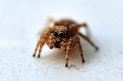 桃花劫数：男主人情感生活的潜在危机