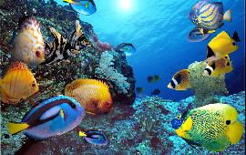 救命！这破海底世界门票便宜到炸裂！不买不是人！