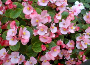 四、 这些植物碰都别碰！