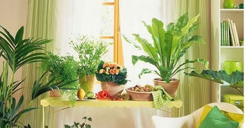 吊兰：净化空气与富贵吉祥