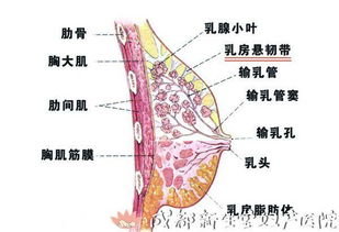 日常护理，让你的乳房更身体健康状况
