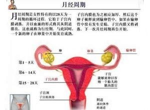 生殖内分泌失衡：你的身体在闹脾气
