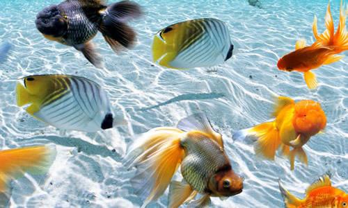 二 超越財運:夢中fish多元象徵意義探析