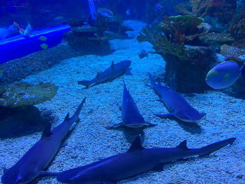 二、 必打卡的六大“神奇”景点——别问我怎么挑的，只是随手抄的笔记📝：