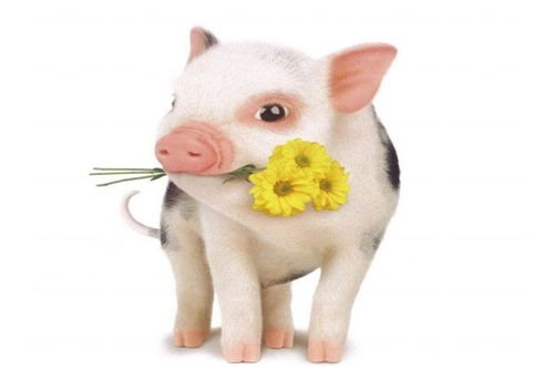 属猪女的爱情劫，属猪女在感情中是否专一？