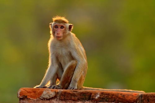 属猴人八字喜啥，哪个时辰出生最好命？