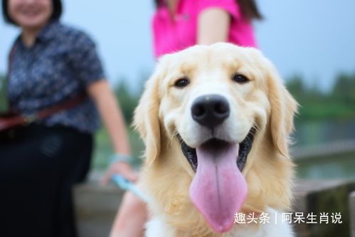 82年狗大海水命的人，月运中会有哪位贵人相助呢？