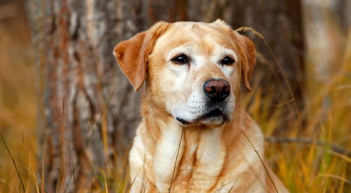 属狗人2026年五大预言和2025年五大预兆具体含义是什么？