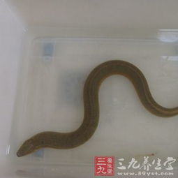 DHA、卵磷脂对胎儿大脑发育的影响