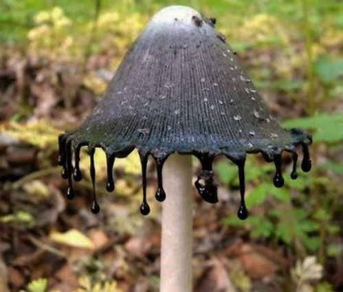 芦苇风水大揭秘！2026年家门口种这个能暴富？