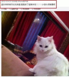 短视频平台上的传播效应