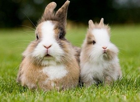 2026年属兔男孩财运如何，那一年运势怎样？