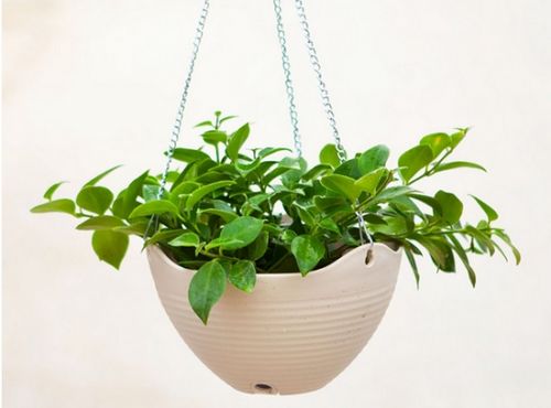 植物选错=家破人亡？！