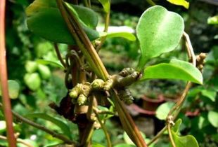 紫竹梅的风水作用有哪些具体表现？