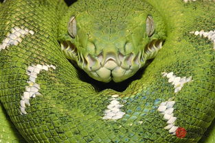 属蛇人今年几月份结婚最吉利？明年适合结婚吗？