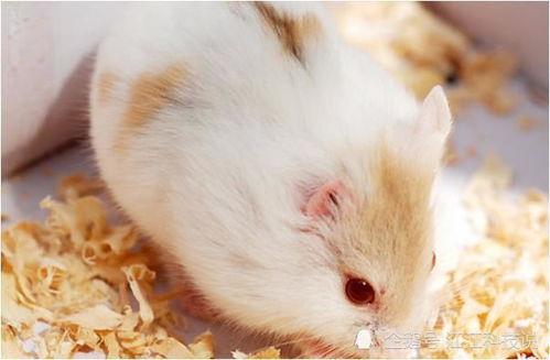 属鼠的人哪个月份和几点出生蕞为吉利？