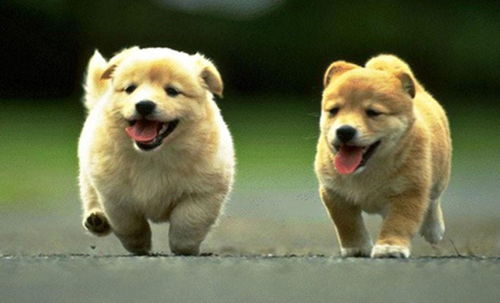 2026年属狗人有哪些大忌，这一年运势会否好转？