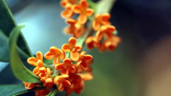 桂花象征哪个生肖？今晚揭晓的正确答案是什么生肖？