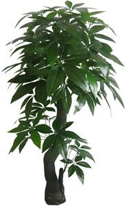 三、  招财树摆放的禁忌与负面效应规避