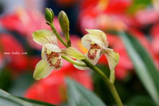 （四）日常水分管理与灌溉技巧