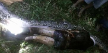 四、 比较研究：跨域巨型生物认知差异分析