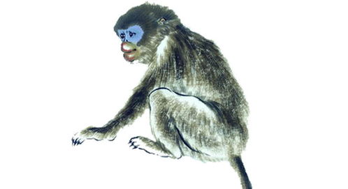 小智的小火焰猴命运坎坷，难道不是遇到了对的人才得以逆袭？