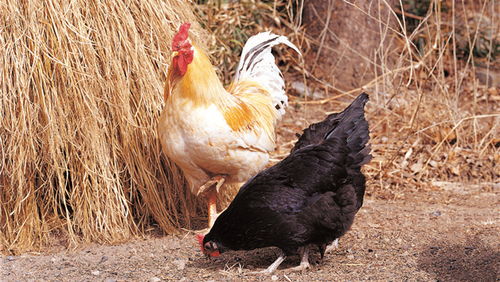 狗男鸡女婚配后运势如何？鼠和狗相配婚姻前景怎样？