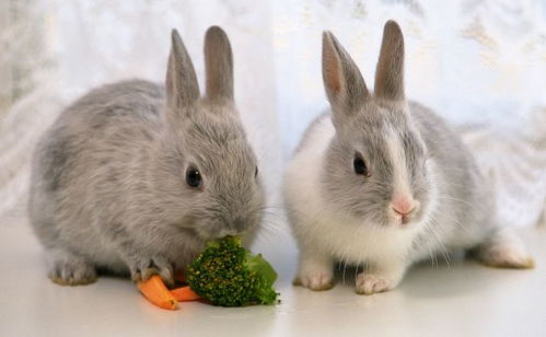 2026年属兔男婚姻事业如何，婚姻状况会怎样？