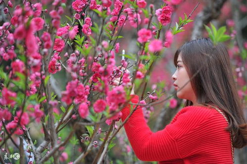 我的八字里有没有桃花运势？八字桃花命书如何解读？