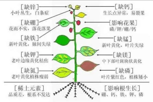 2.1 五行元素的应用