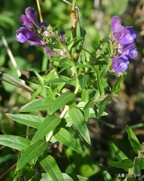 含蓼问疾指的是哪个生肖？这生肖为何与含蓼问疾联系紧密？