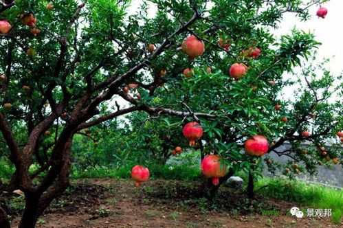 1. 石榴树：多子多福的生殖崇拜与吉祥符号