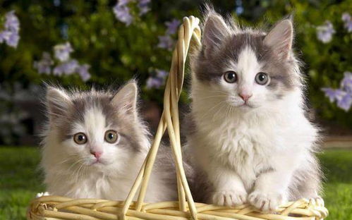 一、 猫与鼠的生态关系及其情绪表现机制