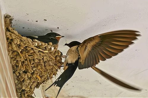 三、 梦境解读与象征功能的细分