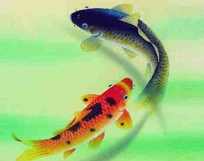 不同数量养鱼对财富运势的具体影响