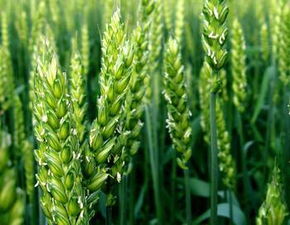 稞麦梦境大乱炖：一场荒诞不经的解读狂欢