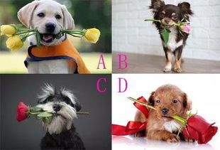 单身狗的摘果梦：桃花or烂桃花？