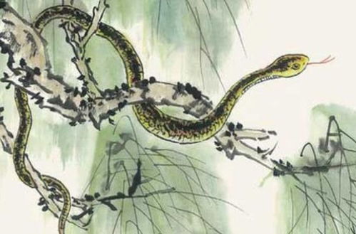 2001年属蛇人2026年感情运势如何？