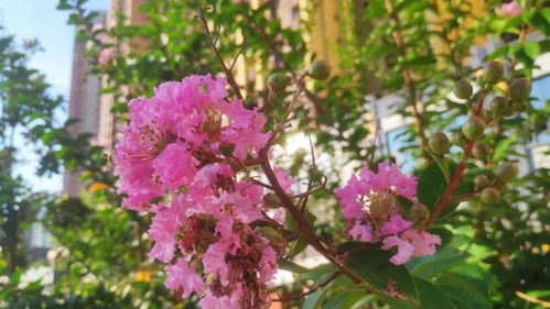 一、 立秋时节与紫薇花开的时空契合度分析