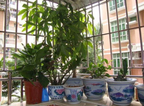 一、 门口植物的选择原则及其象征意涵