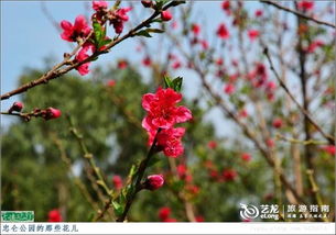 忠仑公园：厦门市区的樱花秘境