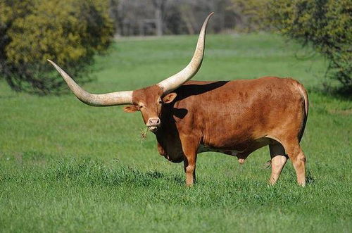 2026年属牛85年男性每月运势及运程具体如何？