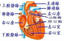 五脏功能失调对睡眠的影响