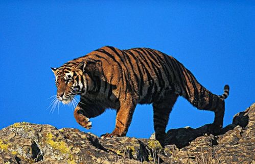 2026年属虎人犯太岁具体是谁？属虎人冲太岁是什么含义？